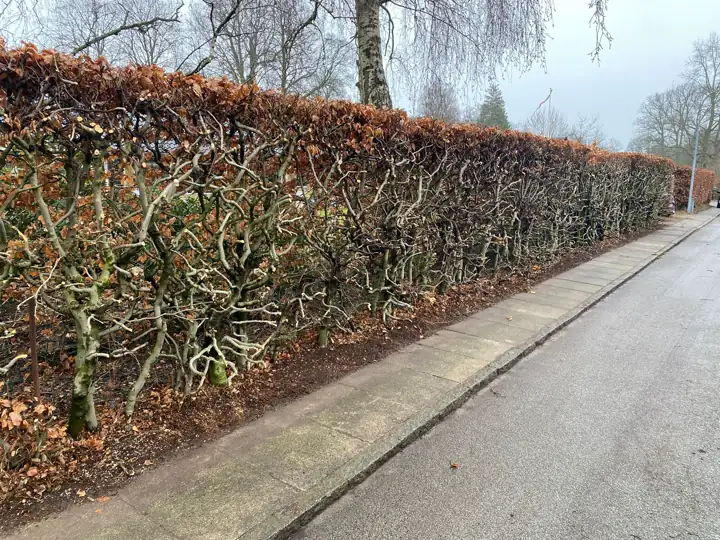 Lang bøgehæk langs fortovet efter kraftig beskæring